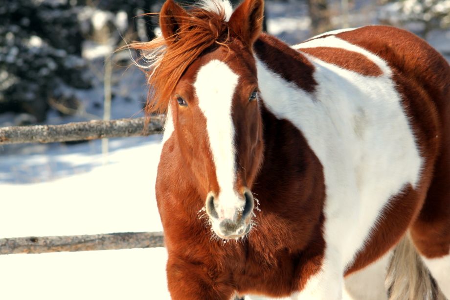 Chestnut and white paint horse in a snowy corral