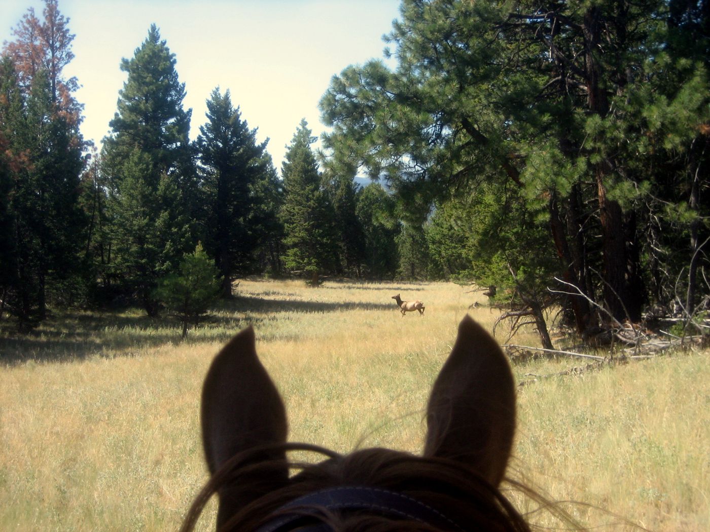 View between a horse's ears of a meadow with a running elk